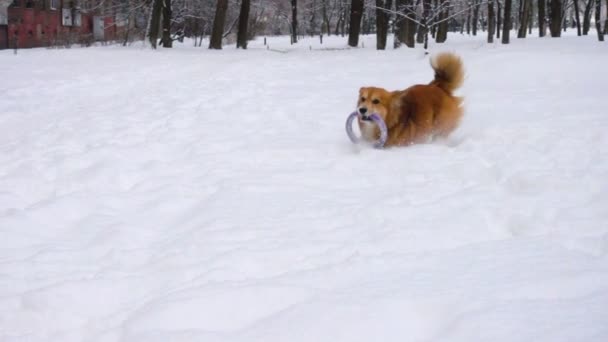 Corgi Pluizig Lopen Door Sneeuw Zonnige Winterdag — Stockvideo