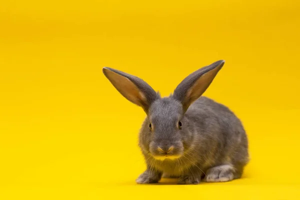 Coniglio con la mela — Foto Stock