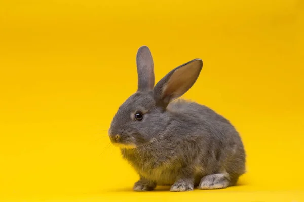 Pequeno coelho cinza em um fundo amarelo — Fotografia de Stock