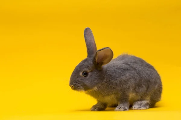 Pequeño conejo gris sobre un fondo amarillo — Foto de Stock