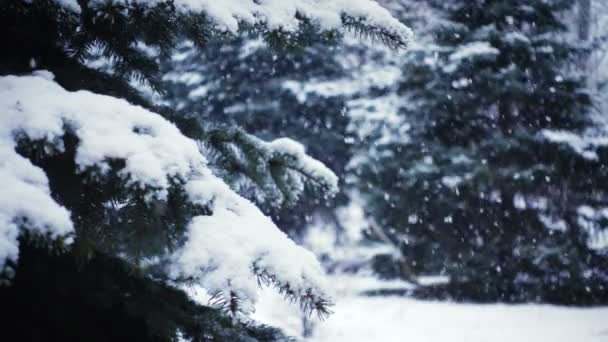 Nieve Cayendo Las Ramas Los Abetos — Vídeos de Stock