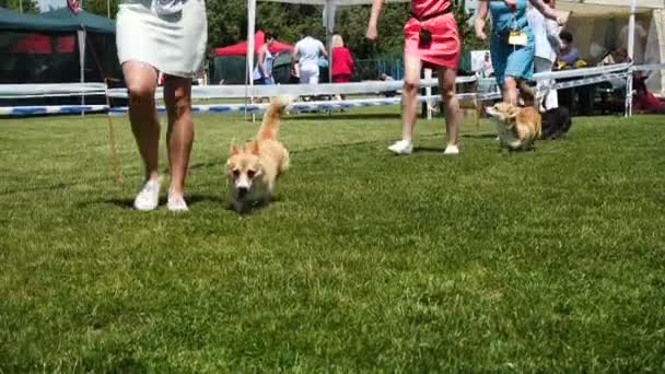 Dnipro Ukraine Haziran 2019 Köpek Gösterisindeki Corgi Köpekleri Bakıcıları — Stok video
