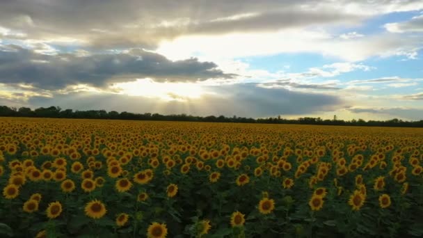 Campo Girasole Sera Momento Della Vista Aerea Fiore — Video Stock