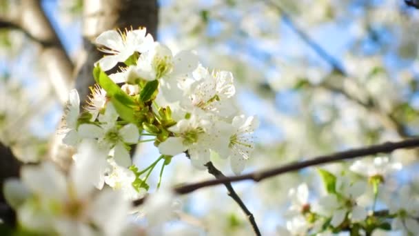 Blühender Apfelbaum Aus Nächster Nähe Frühling — Stockvideo