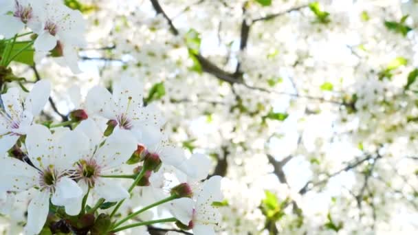 Blühender Apfelbaum Aus Nächster Nähe Frühling — Stockvideo