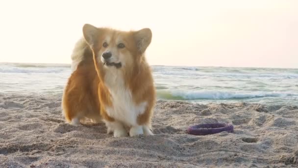 Корги Собака Песчаном Пляже Ветреный День Морской Волны Заднем Плане — стоковое видео