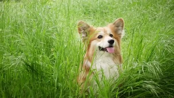 Красивая Пушистая Собака Корги Сидящая Траве Парке — стоковое видео