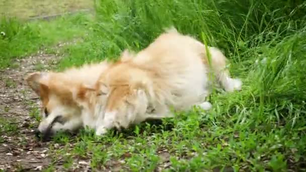 Hermoso Peludo Corgi Perro Sentado Hierba Parque — Vídeo de stock