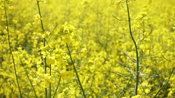 Blooming Rapeseed Field Sunny Day — Stock Video