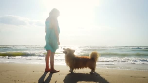 Девочка Пушистой Собакой Корги Берегу Моря Большими Бурными Волнами Солнечный — стоковое видео
