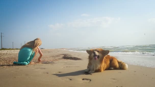 在阳光灿烂的日子里 带着毛茸茸的科吉狗在海滨大浪汹涌的小女孩 — 图库视频影像