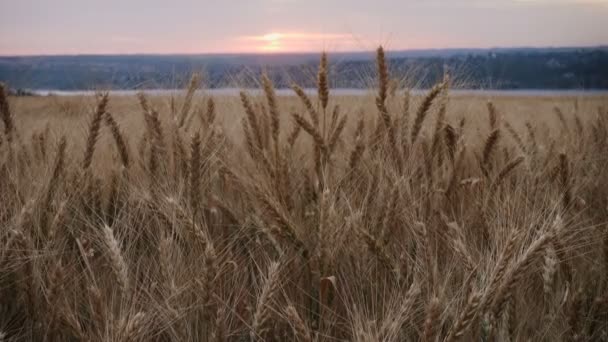 Paesaggio Estivo Con Campo Grano Serale Tramonto — Video Stock