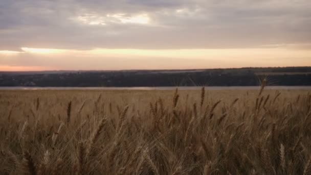 Sommerlandschaft Mit Abendweizenfeld Bei Sonnenuntergang — Stockvideo