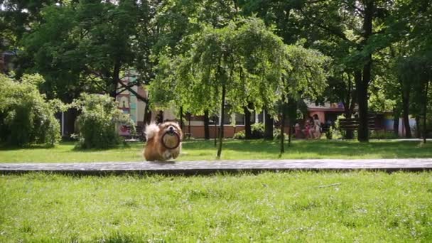Grappig Welsh Corgi Pluizig Hond Spelen Met Rubberen Ring Speelgoed — Stockvideo