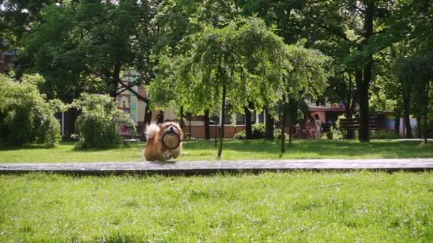 Divertido Galés Corgi Peludo Perro Jugando Con Anillo Goma Juguete — Vídeo de stock