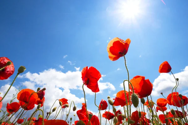 Het veld papavers — Stockfoto