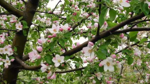 Çiçek Açan Apple Yakın Kadar Bahar Zaman Ağaç — Stok video