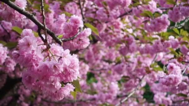 Sakura Kiraz Ağacı Çiçekleri Günbatımında Çiçek Açar — Stok video