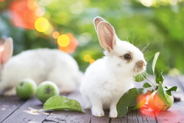 Rabbit and Apple — Stockfoto