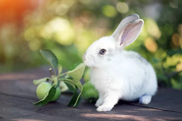 Rabbit and Apple — ストック写真