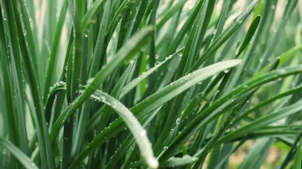 Frischer Morgentau Auf Frühlingsgras Aus Nächster Nähe Mit Geringer Schärfentiefe — Stockvideo