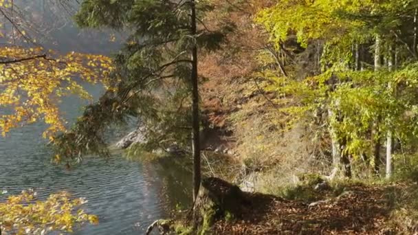 Herfstbomen Met Vallende Bladeren Aan Een Oever Van Het Meer — Stockvideo