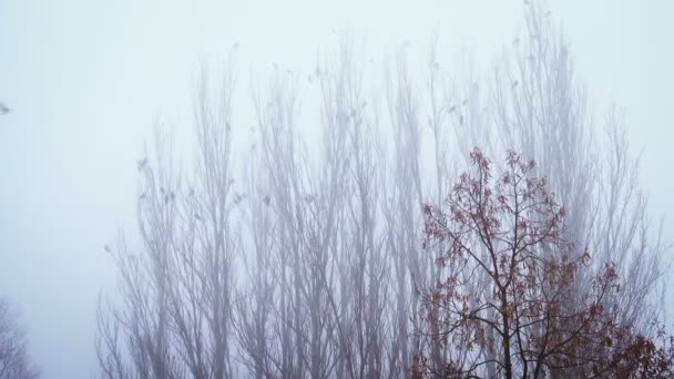 Lot Crows Sitting Tree Top Foggy Morning — Stok video