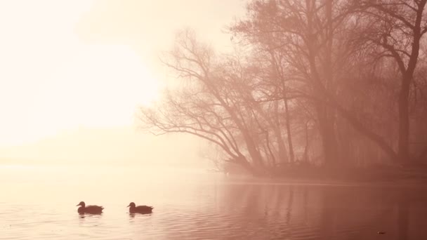 Осеннее Туманное Раннее Утро Реке Утками Плавающими Воды — стоковое видео