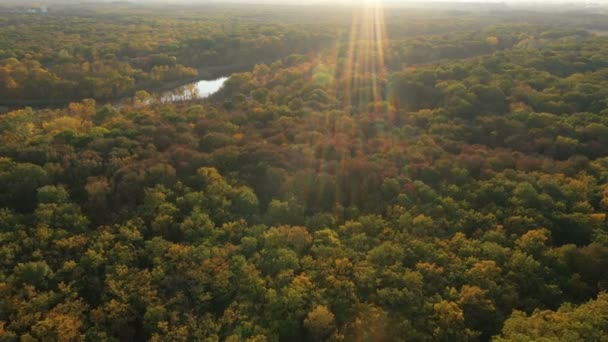Sobrevolando Bosque Otoñal Día Soleado — Vídeos de Stock