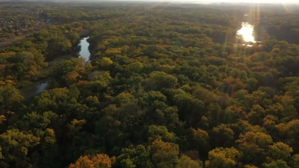 Sobrevolando Bosque Otoñal Día Soleado — Vídeos de Stock