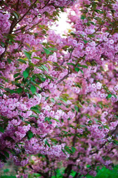 Цветок сакуры прекрасен — стоковое фото