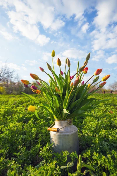 Bouquet énorme de tulipes — Photo