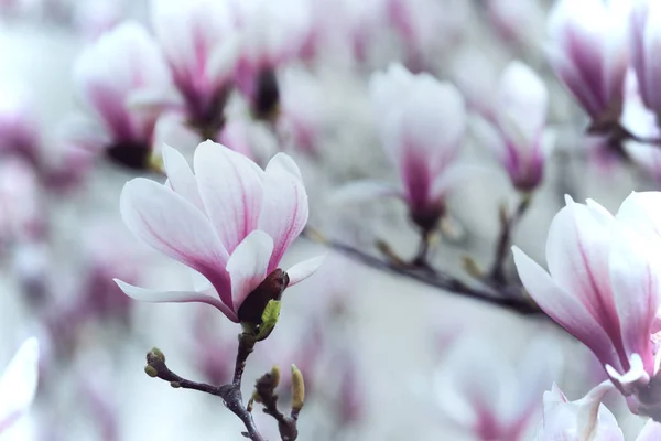 Prachtige magnolia bloemen — Stockfoto