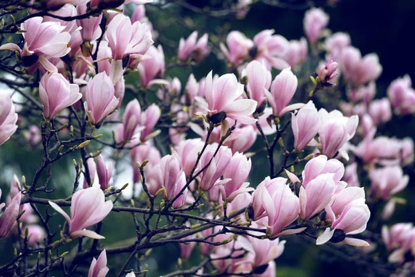 Hermosas flores magnolia — Foto de Stock