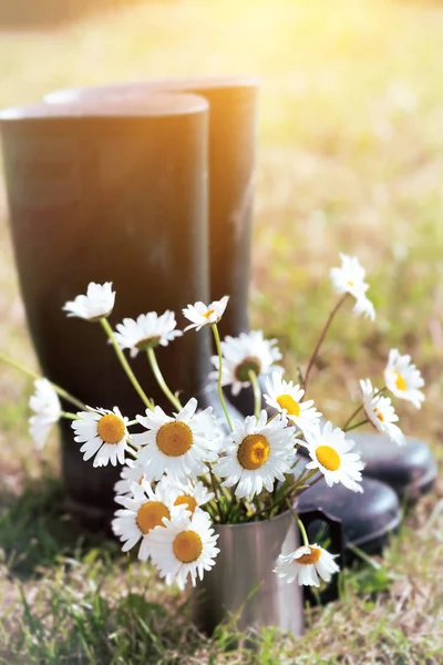 Marguerites à la tasse — Photo