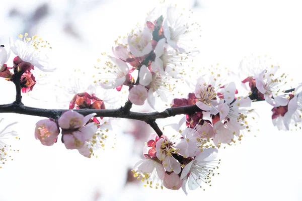 Branche d'arbre avec bourgeons et fleurs — Photo