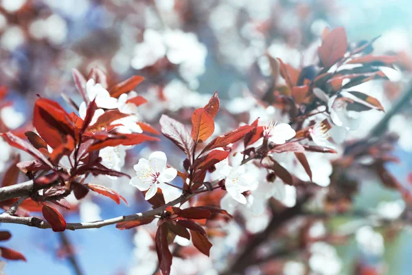 Ramo de árvore com botões e flores — Fotografia de Stock