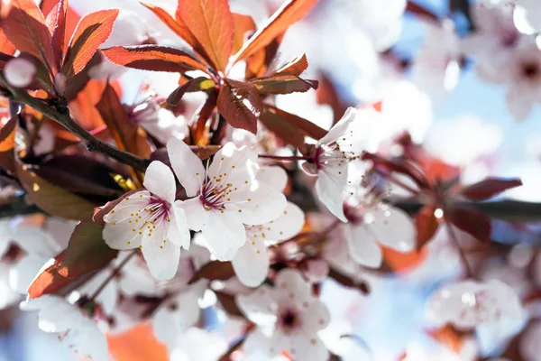 Ramo d'albero con germogli e fiori — Foto Stock