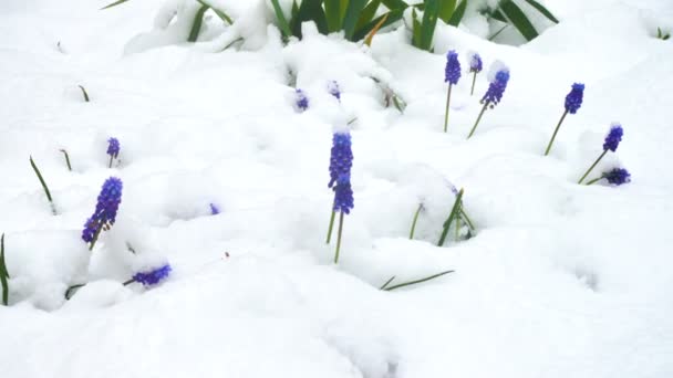 Frühling Lila Blumen Mit Dem Schnee Bedeckt — Stockvideo