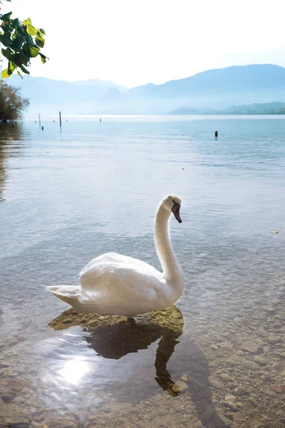 Cigno su un lago di montagna Traunsee — Foto Stock