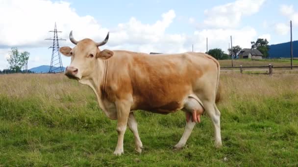 Vaca Una Pradera Las Montañas Con Las Colinas Verdes Hermosas — Vídeo de stock