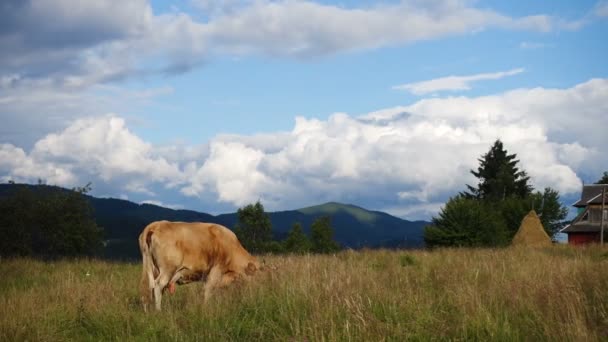 Krowy Pastwiskach Górskich Pięknymi Zielonymi Wzgórzami Chmurami Beackground — Wideo stockowe