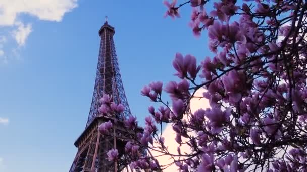 Eiffel Torony Sakura Faágakkal Kék Égbolttal — Stock videók