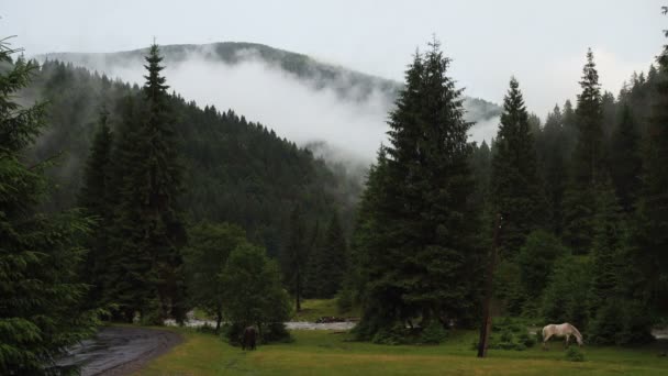 Wieczorna Panorama Gór Końmi Pasącymi Się Trawniku Leśnym Chmurami Unoszącymi — Wideo stockowe