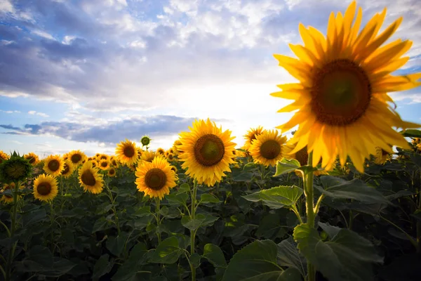 Zonnebloemen op het veld — Stockfoto