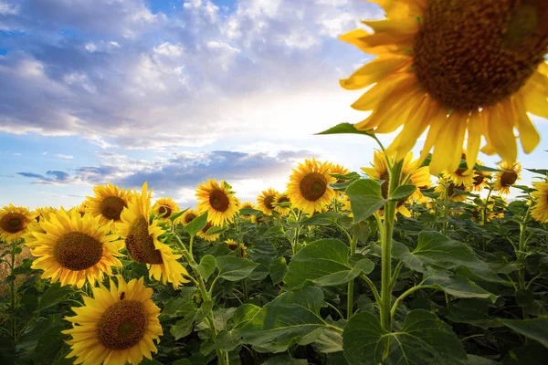 Zonnebloemen op het veld — Stockfoto