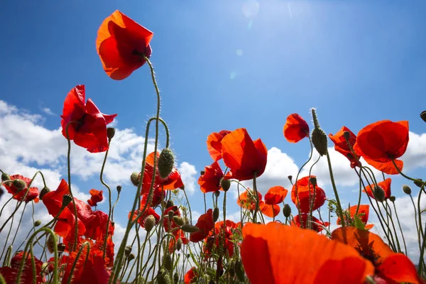 El campo de amapolas — Foto de Stock