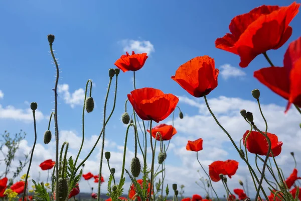 Il campo papaveri — Foto Stock