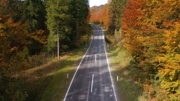 Sobrevoando Estrada Vazia Outono Com Árvores Brilhantes Nos Tons Verde — Vídeo de Stock