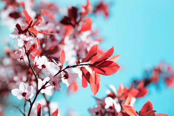 Ramo de árvore com botões e flores — Fotografia de Stock
